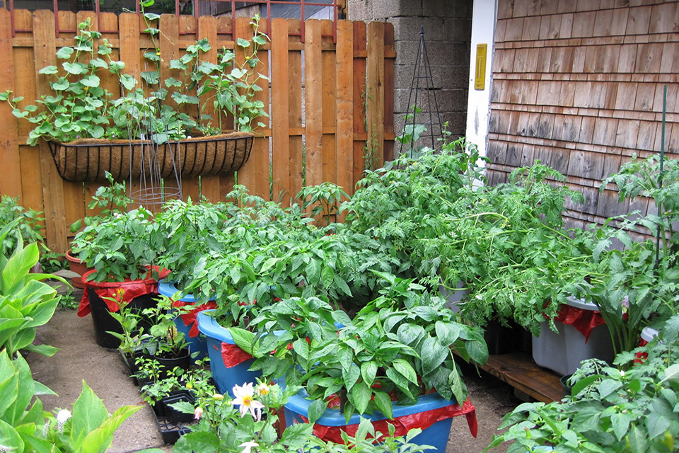 SELECTING THE BEST VEGETABLES FOR YOUR CONTAINER GARDEN - Plant