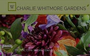 Plant Something Charlie Whitmore Gardens Easthampton